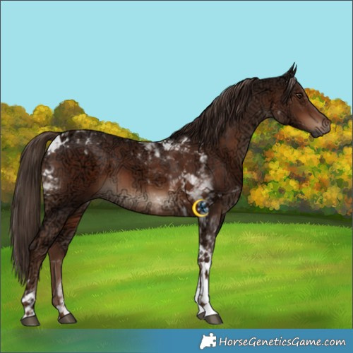 Horse Color:Liver Chestnut Ice Tobiano 