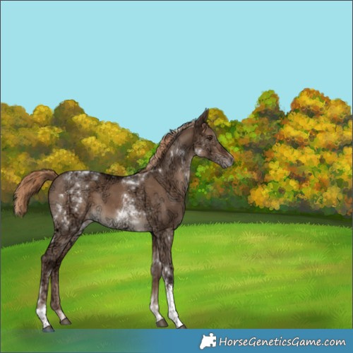 Horse Color:Liver Red Dun Ice Tobiano Rabicano 