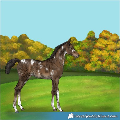 Horse Color:Gray White Spotted Liver Red Dun Ice 