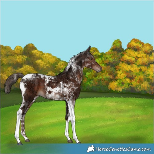 Horse Color:Liver Chestnut Ice Tobiano 