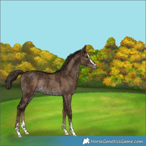 Horse Color:Liver Red Dun Ice Rabicano 