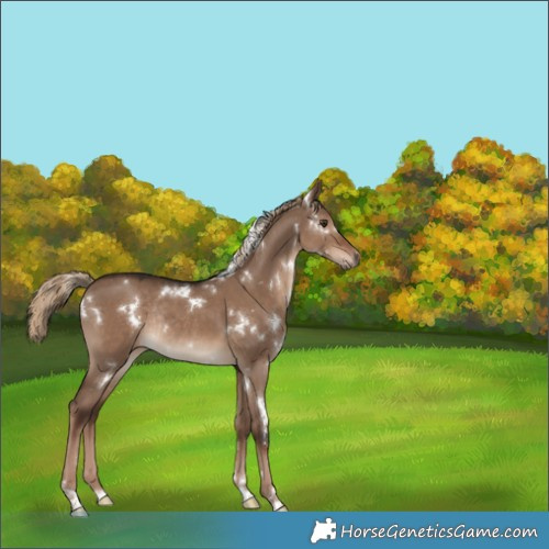 Horse Color:White Spotted Liver Red Dun Rabicano 