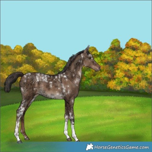 Horse Color:Liver Red Dun Ice Tobiano Rabicano 