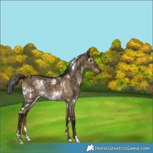 Horse Color:Gray White Spotted Liver Red Dun Ice Rabicano 