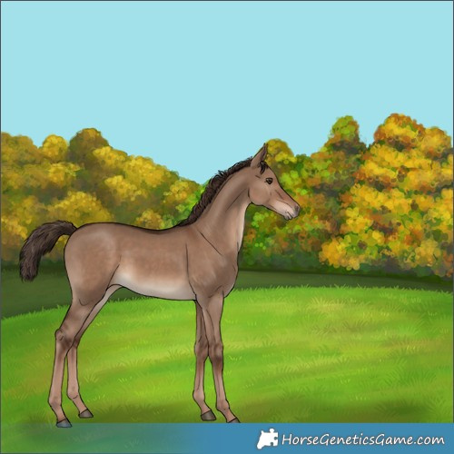 Horse Color:Liver Red Dun Rabicano 