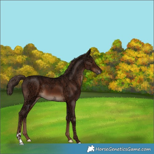Horse Color:Liver Chestnut Ice 