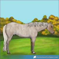 Horse Color:Silver Smoky Blue Roan