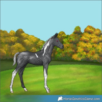 Horse Color:Silver Black Chinchilla Tobiano 