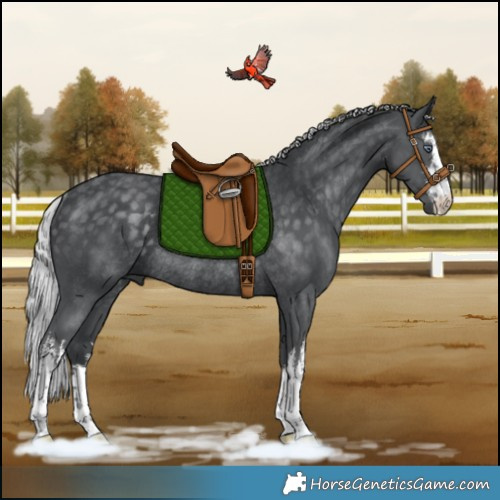 Horse Color:White Spotted Silver Black Chinchilla Rabicano 