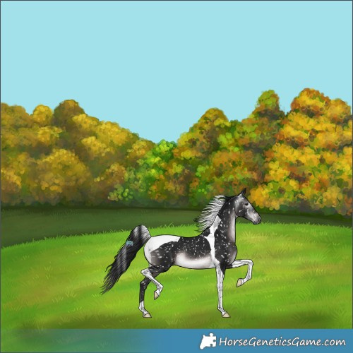 Horse Color:Gray Platinum Brown Tobiano Snowflake VarnishRabicano