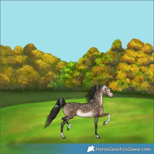 Horse Color:Gray Bay Dun Tobiano Snowflake Varnish 