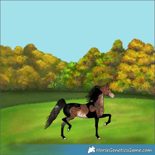 Horse Color:Void Bay Tobiano Snowcap