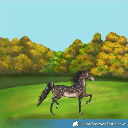 Horse Color:Brown Appaloosa