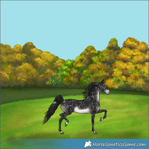 Horse Color:Gray Platinum Brown Appaloosa