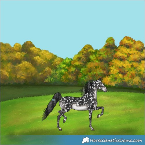Horse Color:Gray Platinum Brown Snowflake Varnish