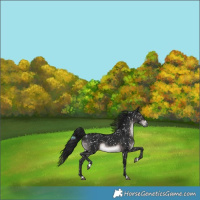 Horse Color:Gray Platinum Brown Appaloosa 