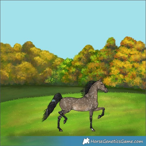 Horse Color:Gray Brown Dun Appaloosa 