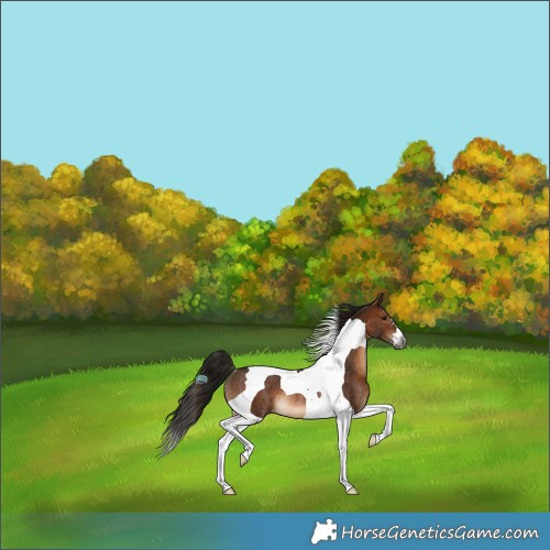 Horse Color:Gray Bay Tobiano Varnish Rabicano