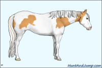 Horse Color:Silver Buckskin Splash Tobiano 