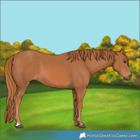 Horse Color:Chestnut 
