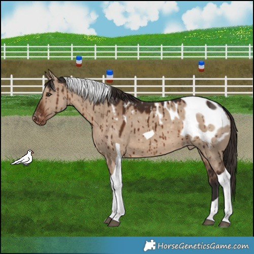 Horse Color:Liver Red Dun Tobiano Appaloosa Brindle 