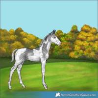 Horse Color:Silver Black Chinchilla Splash Tobiano Rabicano 