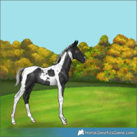 Horse Color:Gray Silver Black Chinchilla Tobiano Rabicano