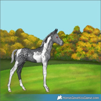Horse Color:Silver Black Chinchilla Tobiano Rabicano 