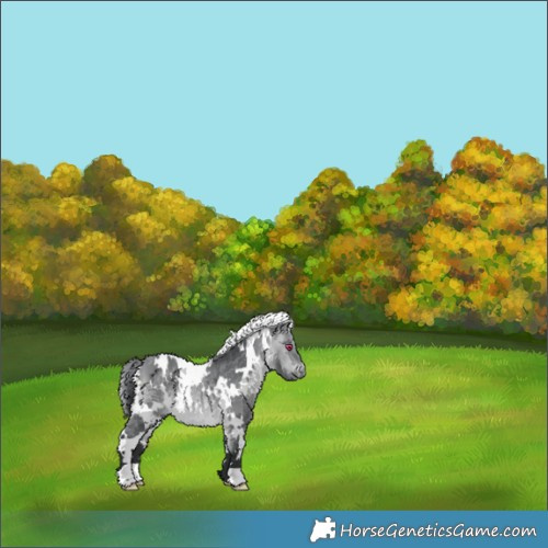 Horse Color:White Spotted Bay Chinchilla 