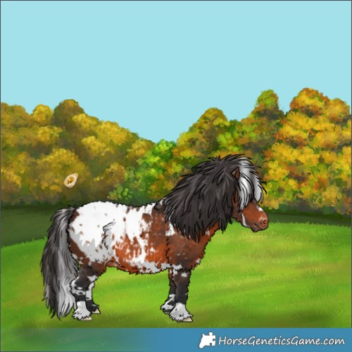 Horse Color:White Spotted Brown Appaloosa