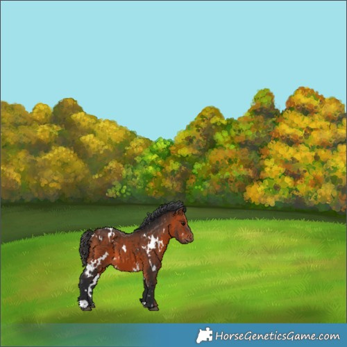 Horse Color:White Spotted Bay 