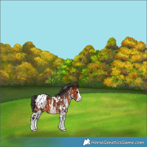 Horse Color:White Spotted Bay Appaloosa 