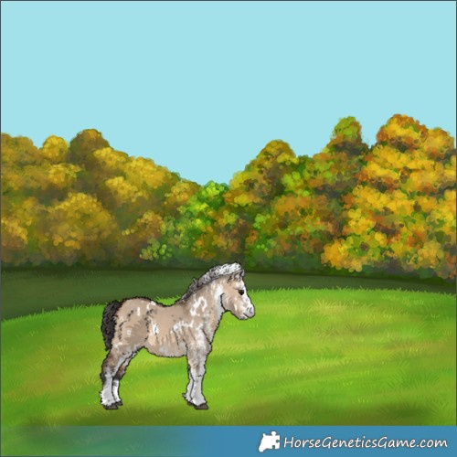 Horse Color:White Spotted Bay Dun 