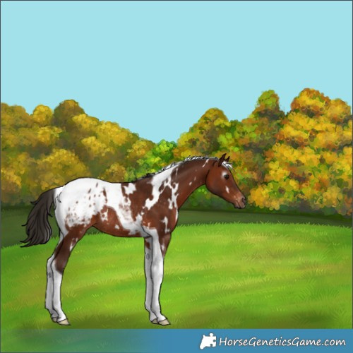 Horse Color:Gray White Spotted Bay Tobiano Appaloosa Rabicano 