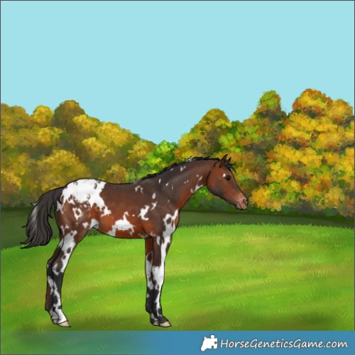 Horse Color:White Spotted Brown Appaloosa 