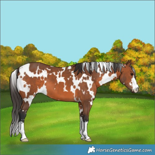 Horse Color:White Spotted Bay 