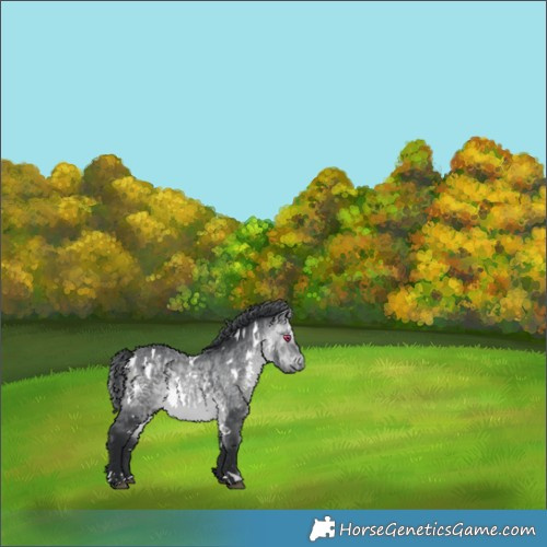 Horse Color:White Spotted Bay Chinchilla 