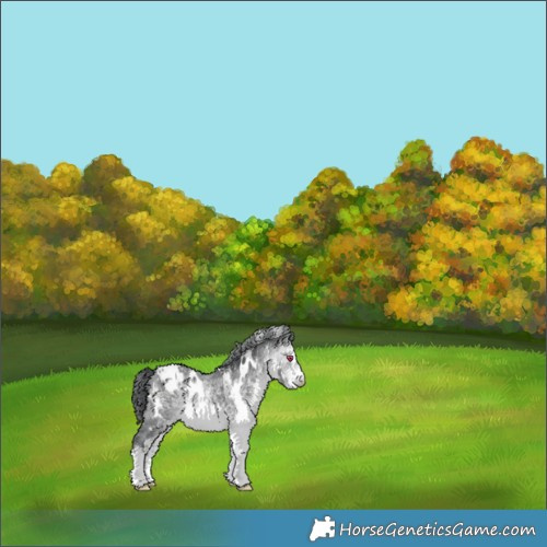 Horse Color:White Spotted Bay Chinchilla Appaloosa 