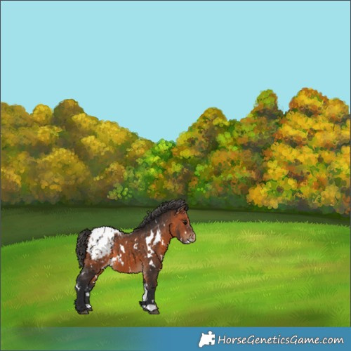 Horse Color:White Spotted Bay Appaloosa 