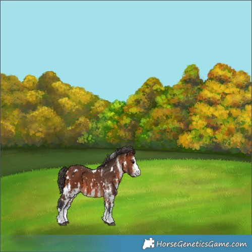 Horse Color:White Spotted Bay 