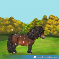 Horse Color:White Spotted Brown