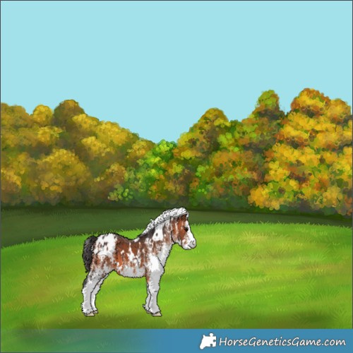 Horse Color:White Spotted Bay Appaloosa 