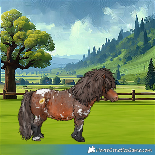 Horse Color:White Spotted Bay Appaloosa