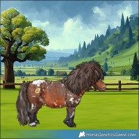 Horse Color:White Spotted Bay Appaloosa