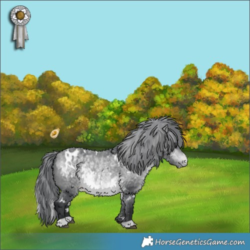 Horse Color:White Spotted Bay Chinchilla Appaloosa