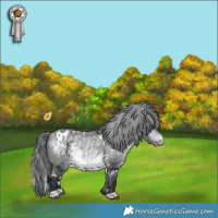 Horse Color:White Spotted Bay Chinchilla Appaloosa 