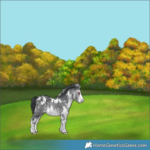 Horse Color:White Spotted Brown Chinchilla 