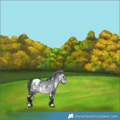 Horse Color:White Spotted Bay Chinchilla Appaloosa 