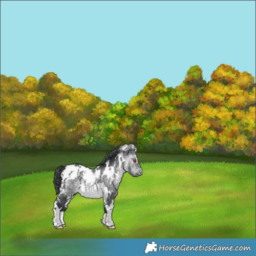 Horse Color:White Spotted Bay Chinchilla 