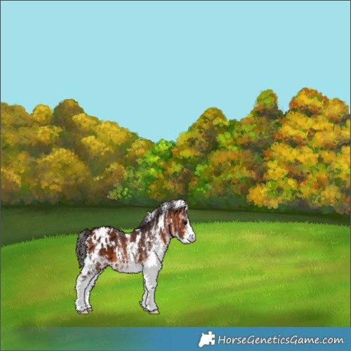Horse Color:White Spotted Bay Appaloosa 